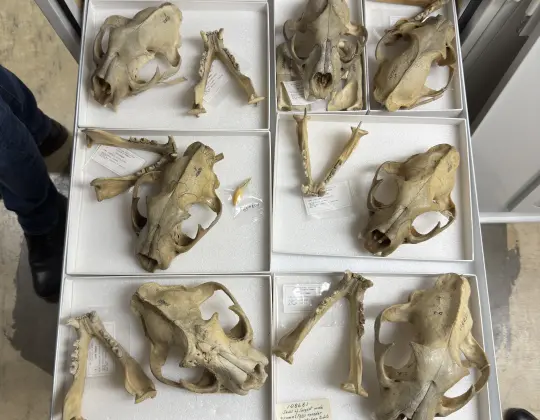 Photograph of skulls collected on the Smithsonian Roosevelt Expedition to Africa
