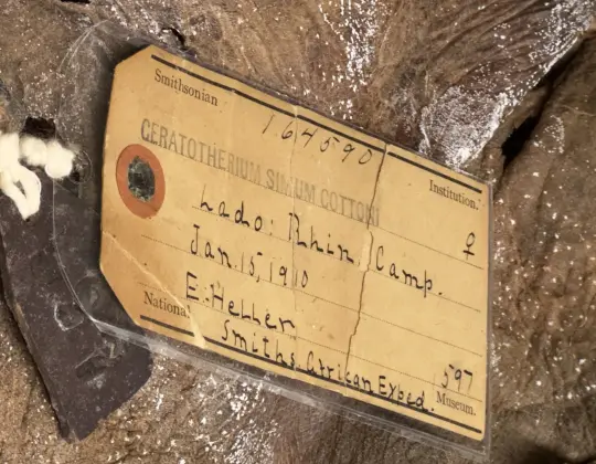 Photograph of rhino skin collected on the Smithsonian Roosevelt Expedition to Africa