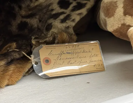Photograph of giraffe skin collected on the Smithsonian Roosevelt Expedition to Africa