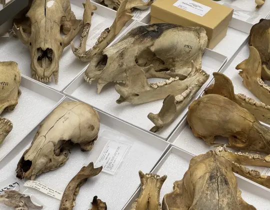 Photograph of skulls collected on the Smithsonian Roosevelt Expedition to Africa
