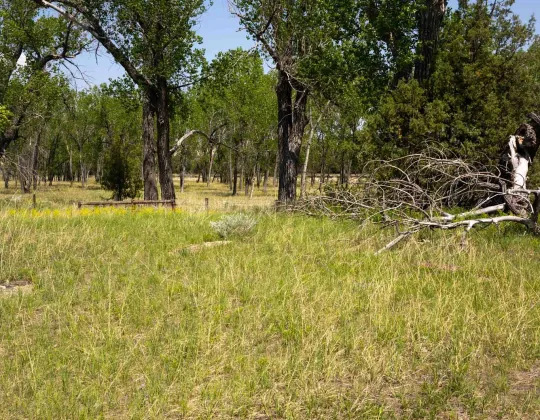 The Elkhorn Ranch site today: open grass and cottonwood trees where the ranch buildings once stood, with no structures remaining