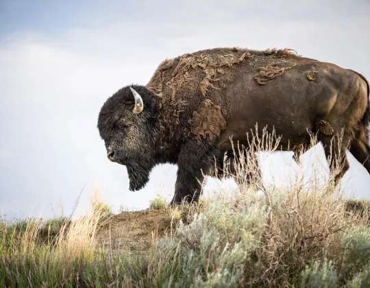 A lone bison stands on a grassy ridge above sagebrush in the North Dakota Badlands