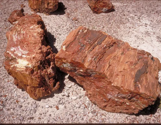 Fossilized logs at Petrified Forest National Park, Arizona