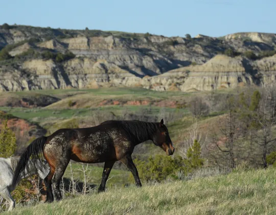 Wild horses grazing beneath colorful eroded badlands cliffs in Theodore Roosevelt National Park