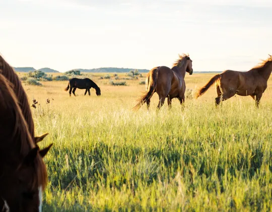Horses grazing on the prairie