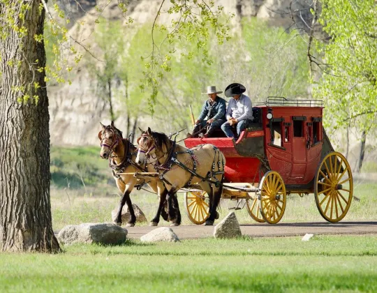 Stagecoach under cottonwood trees in spring
