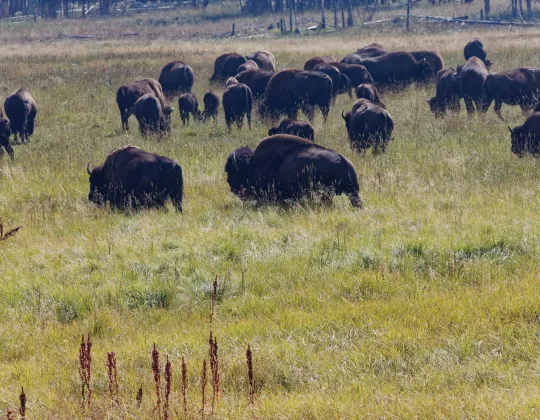 A herd of bison grazing in the grass of Hayden Valley