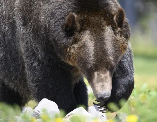 A grizzly bear walking through grass at the Grizzly and Wolf Discovery Center