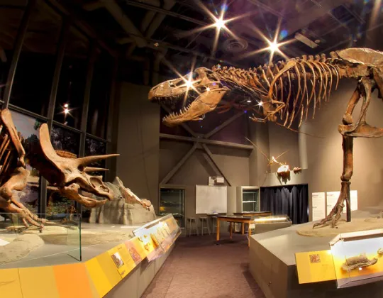 Tyrannosaurus rex and Triceratops skeletons mounted in the North Dakota Heritage Center