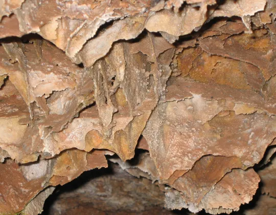 Honeycomb-like boxwork formations on the ceiling of Wind Cave