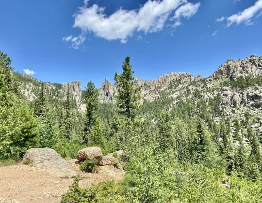 Granite spires and pine forest seen from the Needles Highway
