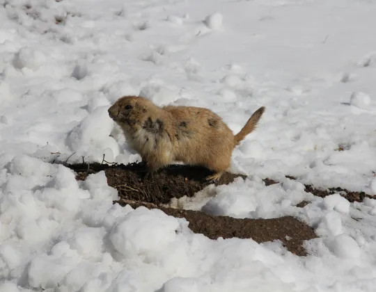 Two black-tailed prairie dogs facing off near Devils Tower