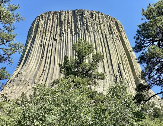 The fluted columns of Devils Tower rising above pine trees