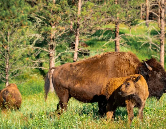 Bison grazing in tall grass in Custer State Park