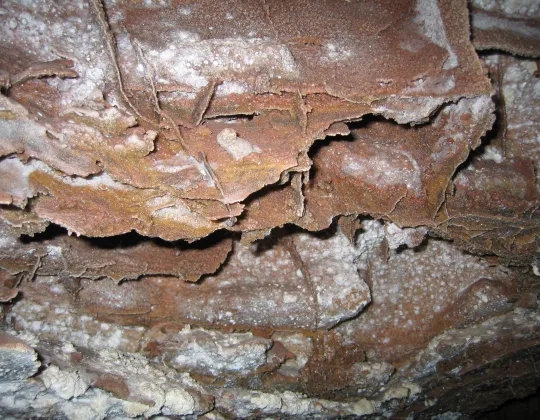 Boxwork formations covering a passage of Wind Cave