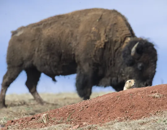 A bison standing near a prairie dog in Wind Cave National Park