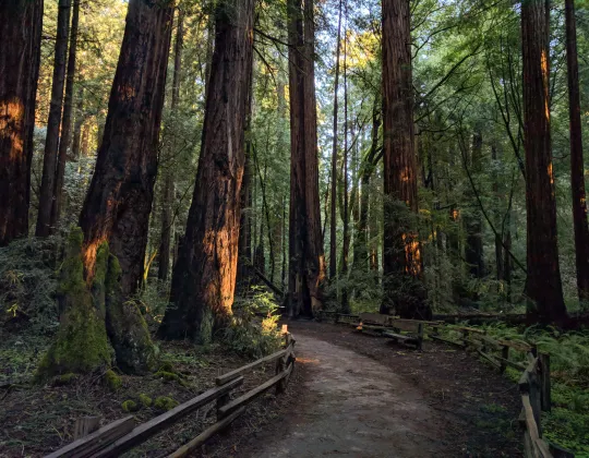 A boardwalk path through tall redwoods at Muir Woods