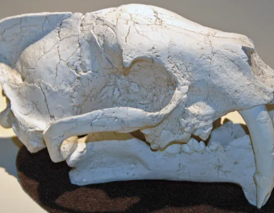 A cast of a Hoplophoneus skull on display