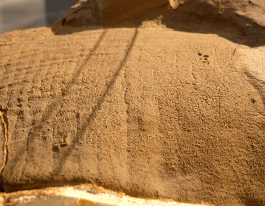 Fossil skin impression from the dinosaur nicknamed Dakota