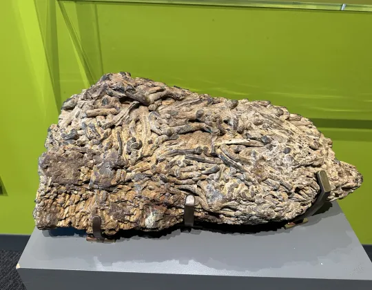 A piece of petrified wood riddled with shipworm borings