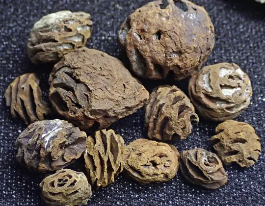 Fossil redwood cones from the Hell Creek Formation