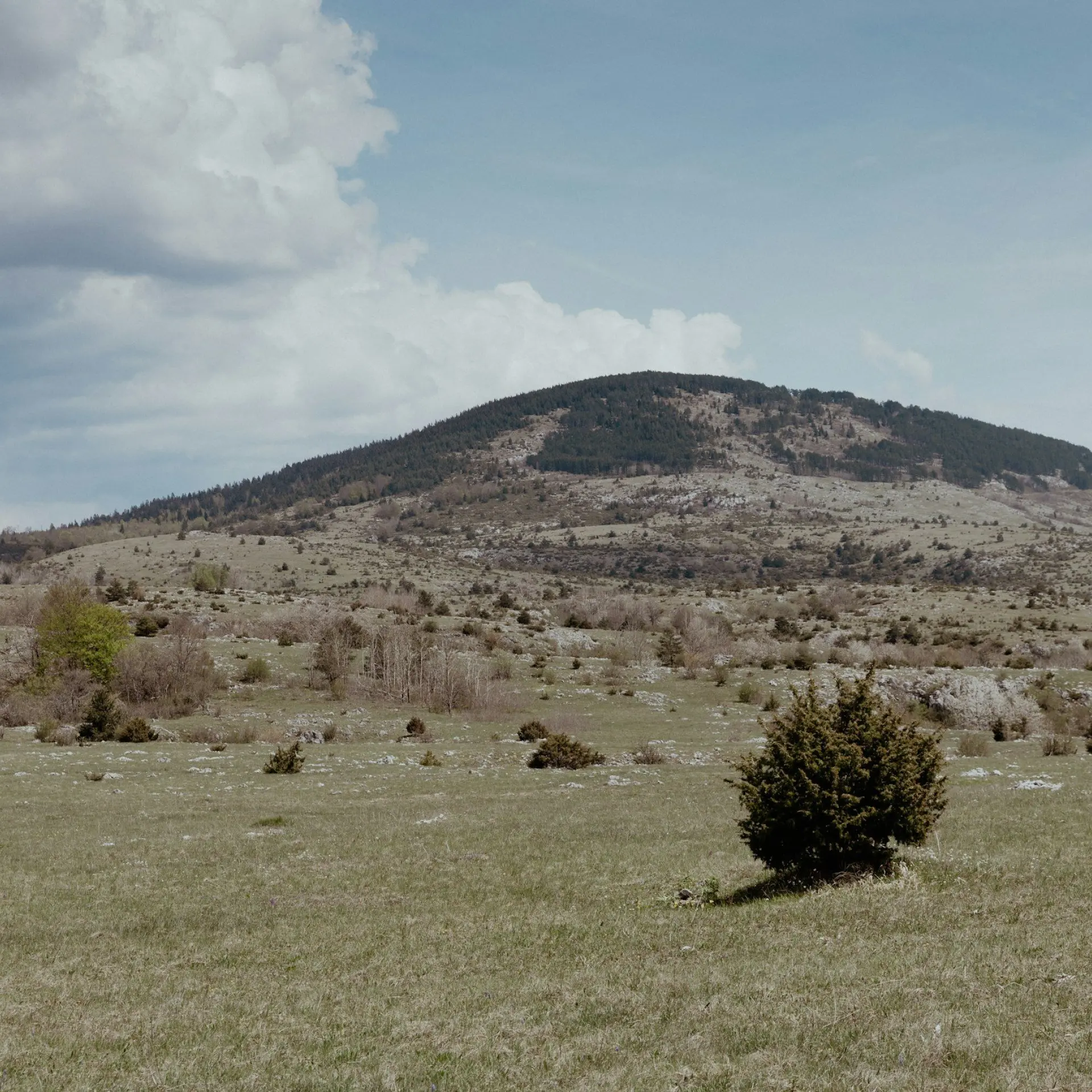 Native Plants Collection