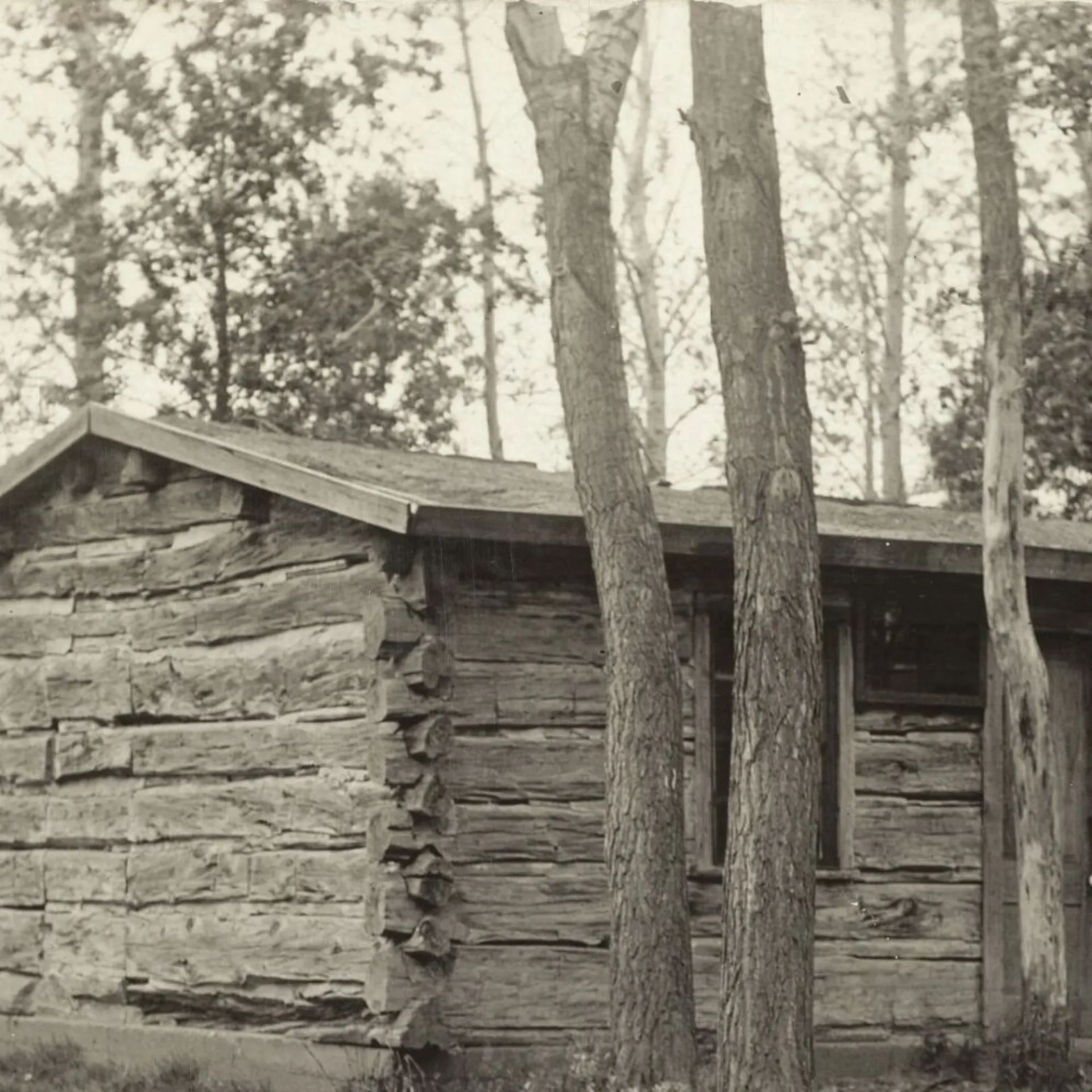 Theodore Roosevelt's log cabin at the Maltese Cross Ranch, set among cottonwoods