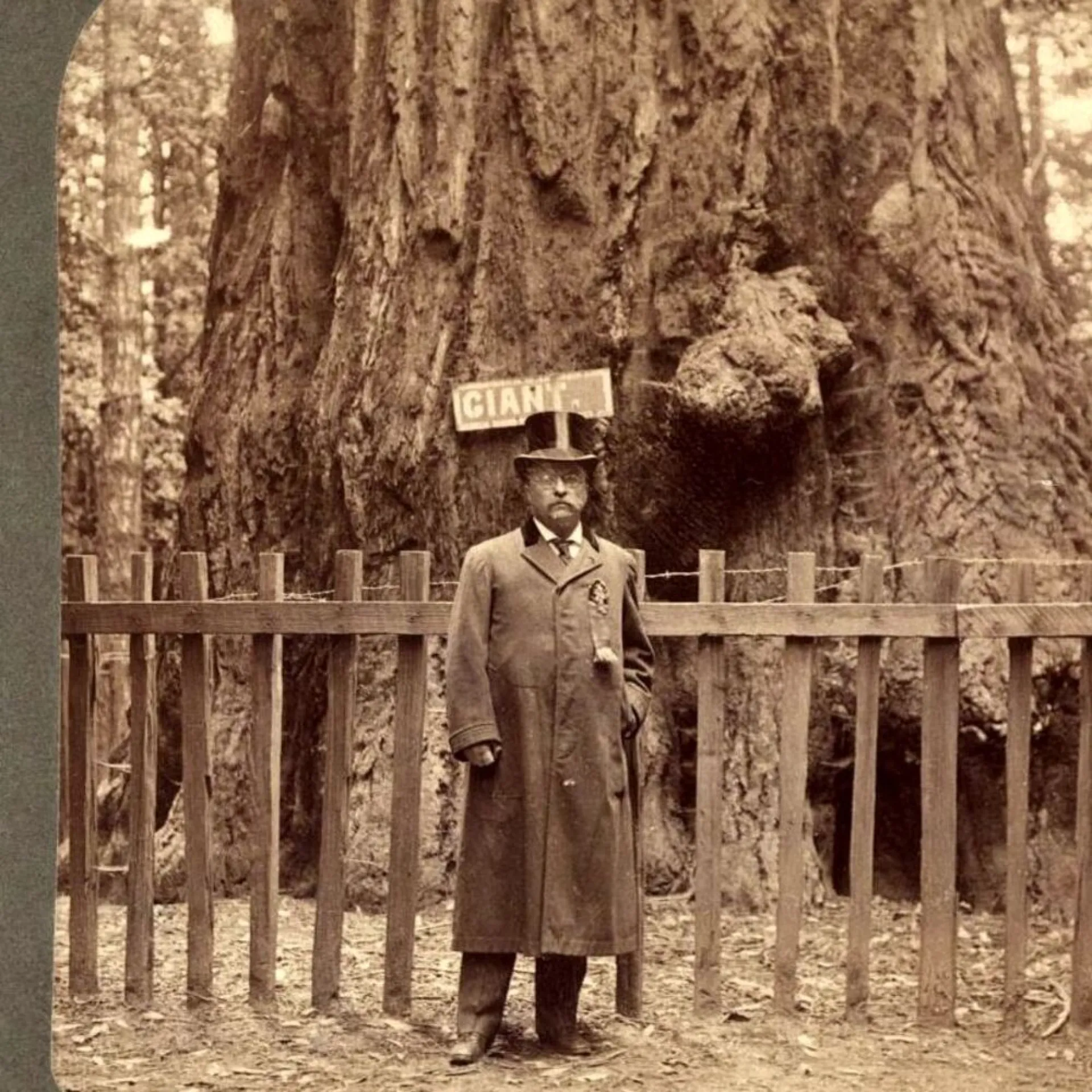 Theodore Roosevelt standing before a giant sequoia