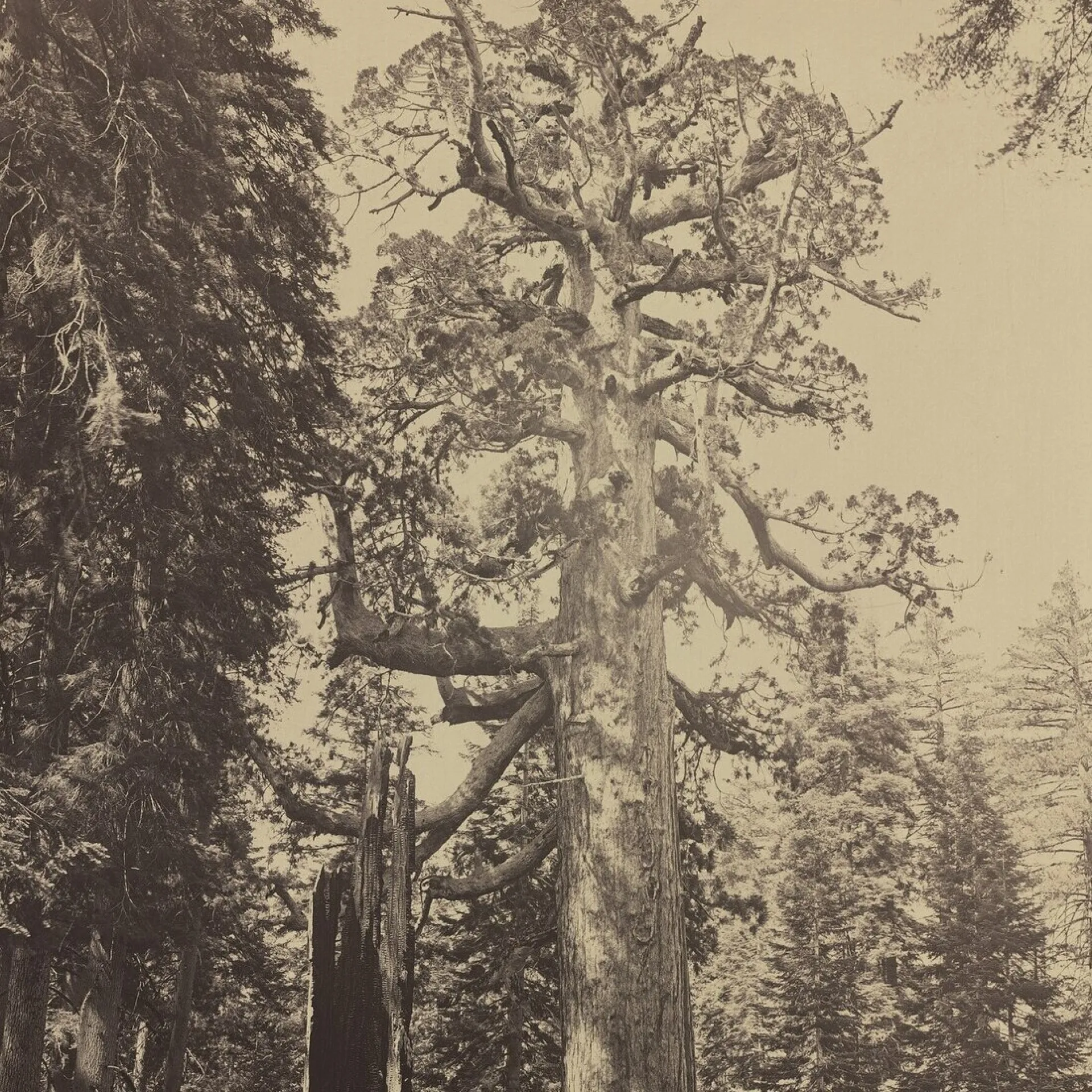 The Grizzly Giant, a giant sequoia in Yosemite's Mariposa Grove