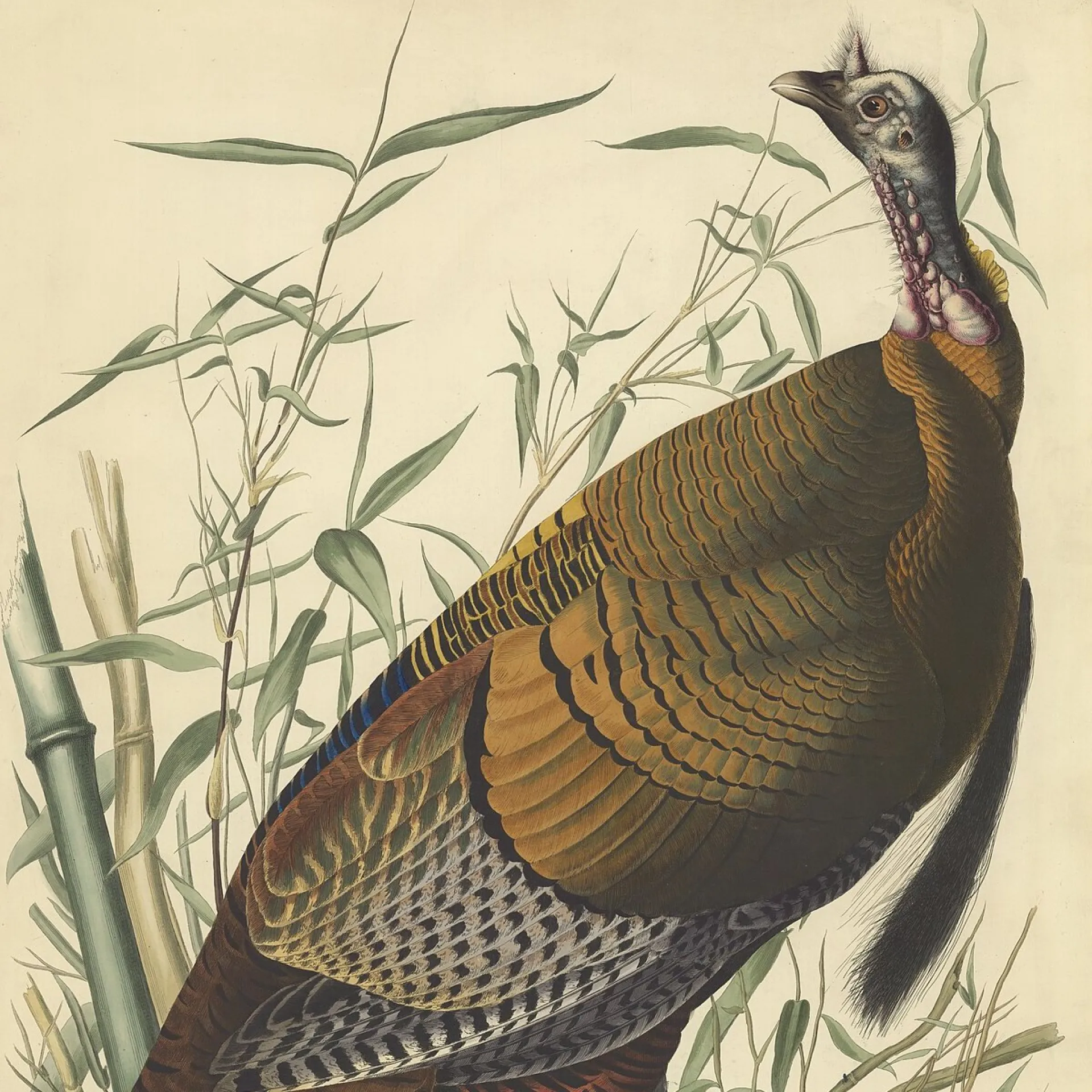 John James Audubon's plate of the wild turkey from The Birds of America